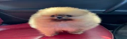 Pomeranian dogs for sale: Teddy Bear Pomeranian Girl - Ready Soon, KC Reg. - Advert 2