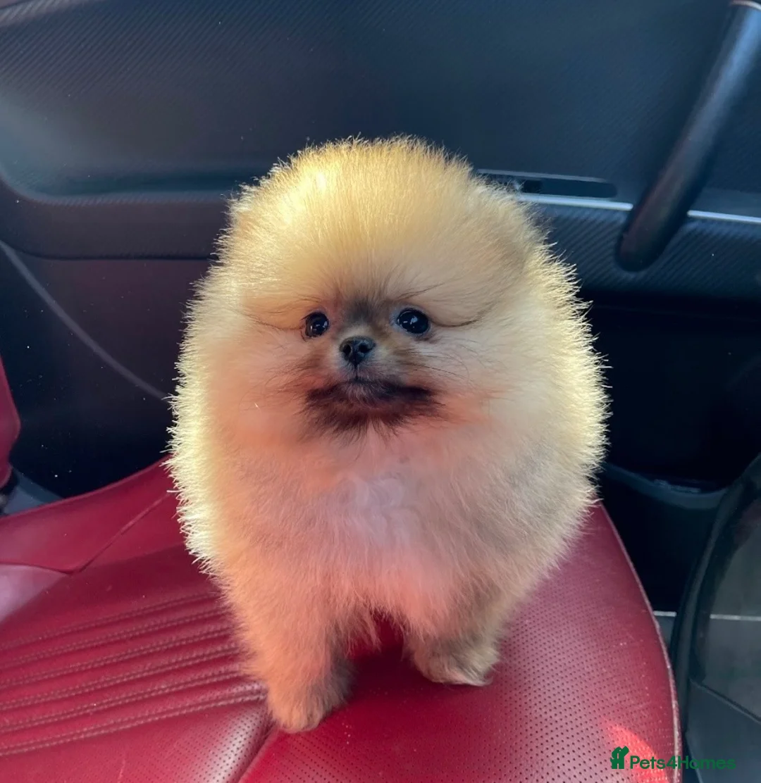 Pomeranian dogs for sale: Teddy Bear Pomeranian Girl - Ready Soon, KC Reg. - Advert 2