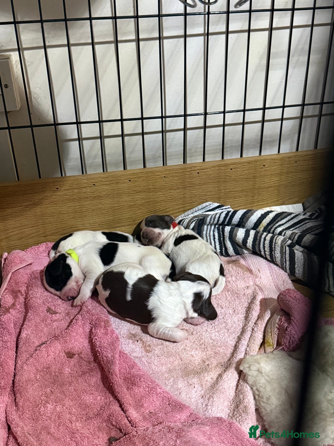 Sprocker dogs for sale: Sprocker puppies  - Advert 15