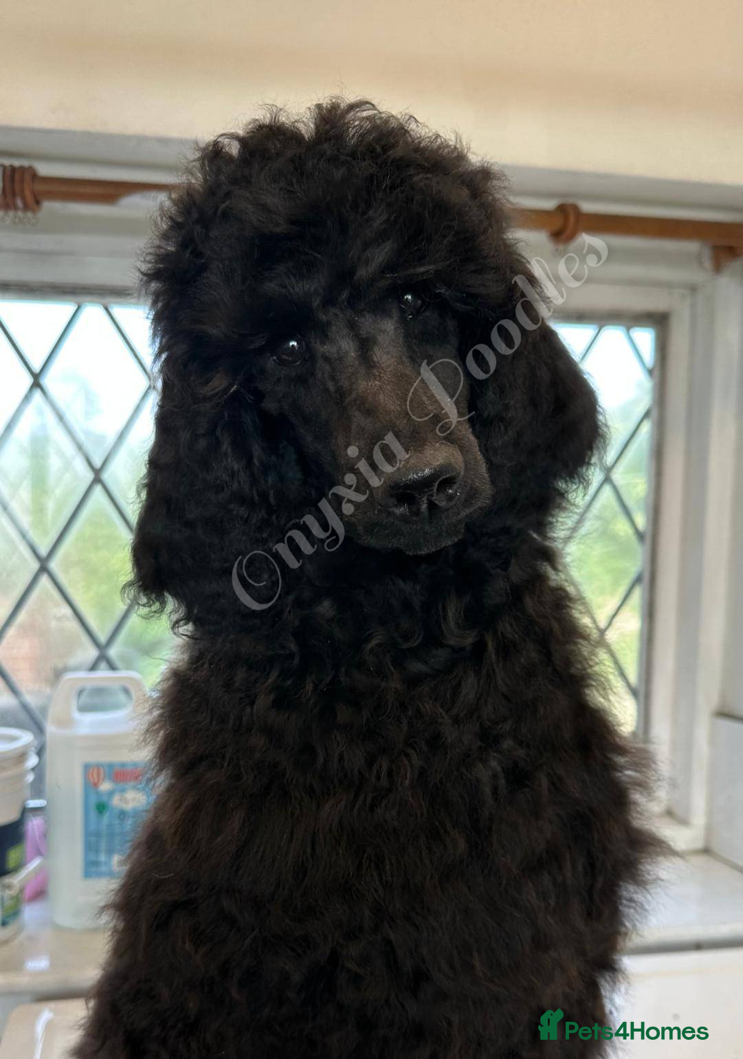 Standard Poodle dogs Standard Poodle Puppies – 4 Months Old, Ready Now - Advert 1