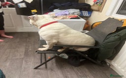 American Bulldog dogs for stud: Classic American bull 🇺🇸  - Image 2