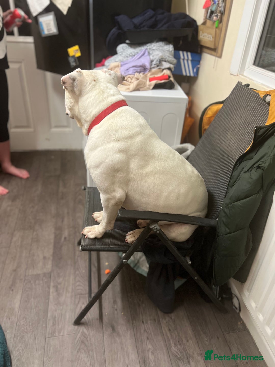 American Bulldog dogs for stud: Classic American bull 🇺🇸  - Image 2