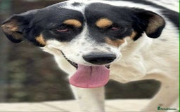 Mixed Breed dogs for adoption: Toffee and Treacle waiting for someone to love  - Image 8