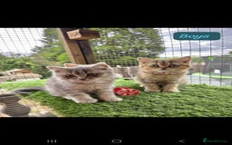 British Shorthair cats for sale: Adorable British Short hair kittens - Image 5