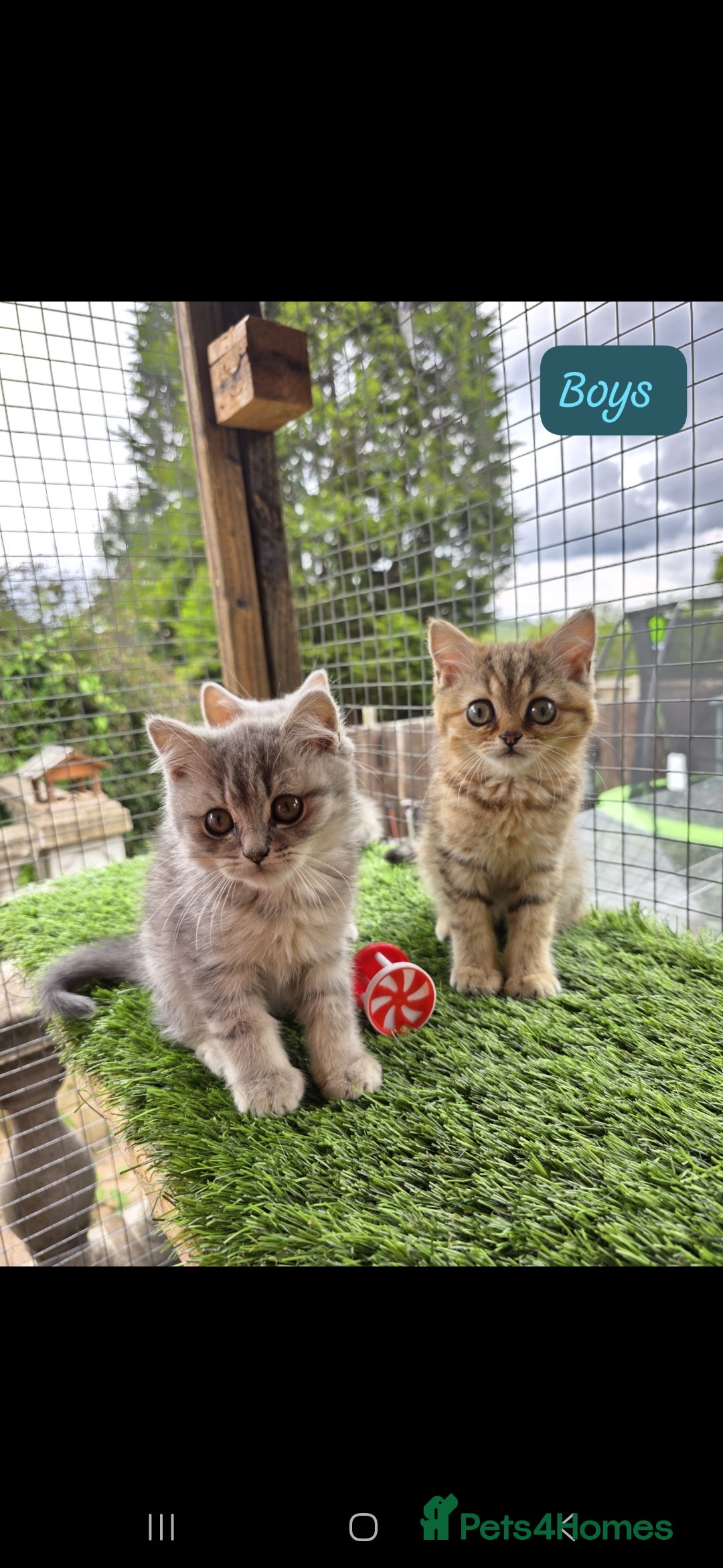 British Shorthair cats for sale: Adorable British Short hair kittens - Image 5