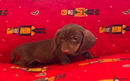 Miniature Dachshund dogs for sale: Miniature Dachshund  - Image 18