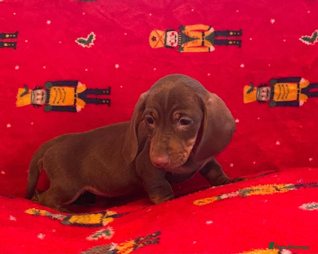 Miniature Dachshund dogs for sale: Miniature Dachshund  - Image 18