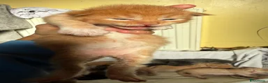Buttermilk 