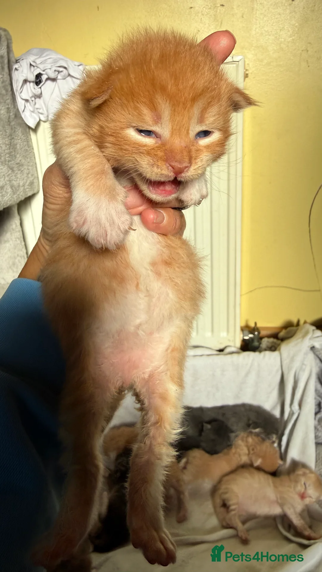 Maine Coon cats for sale: Purebred MaineCoon Kittens TICA lines  - Advert 21