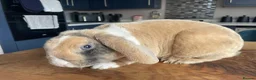 Rex rabbits for sale: Mini rex baby and plush lop adult - Advert 7