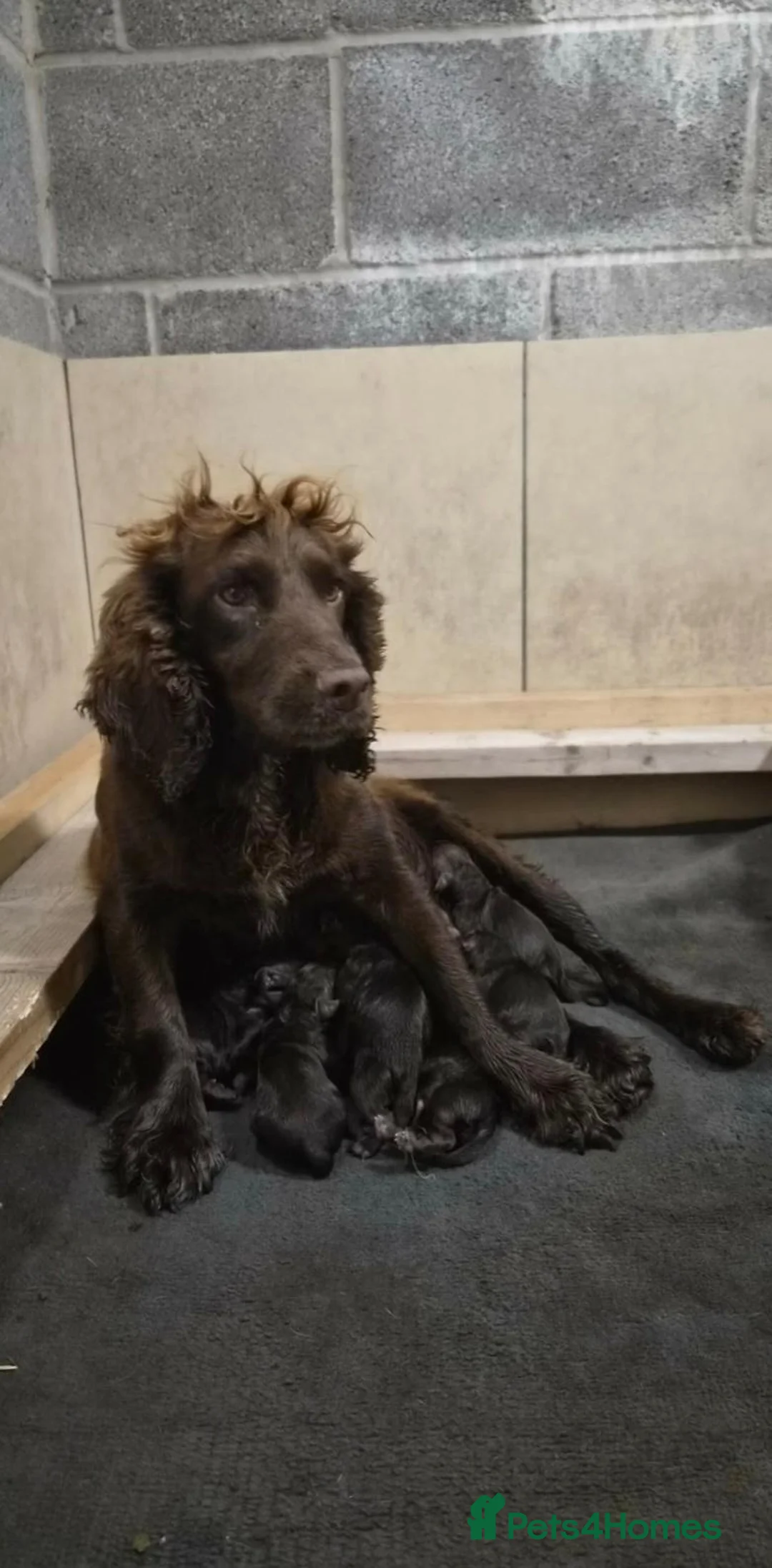 Cocker Spaniel dogs for sale: Cocker spaniel pups  - Advert 1