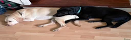 Labrador Retriever dogs for sale: Two Labradors looking for their forever home in Liverpool - Advert 4