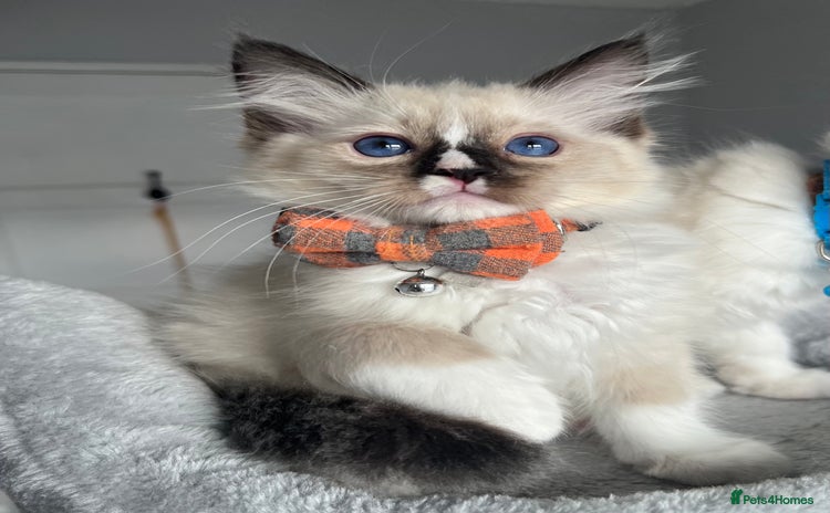 Ragdoll cats - Advert 1