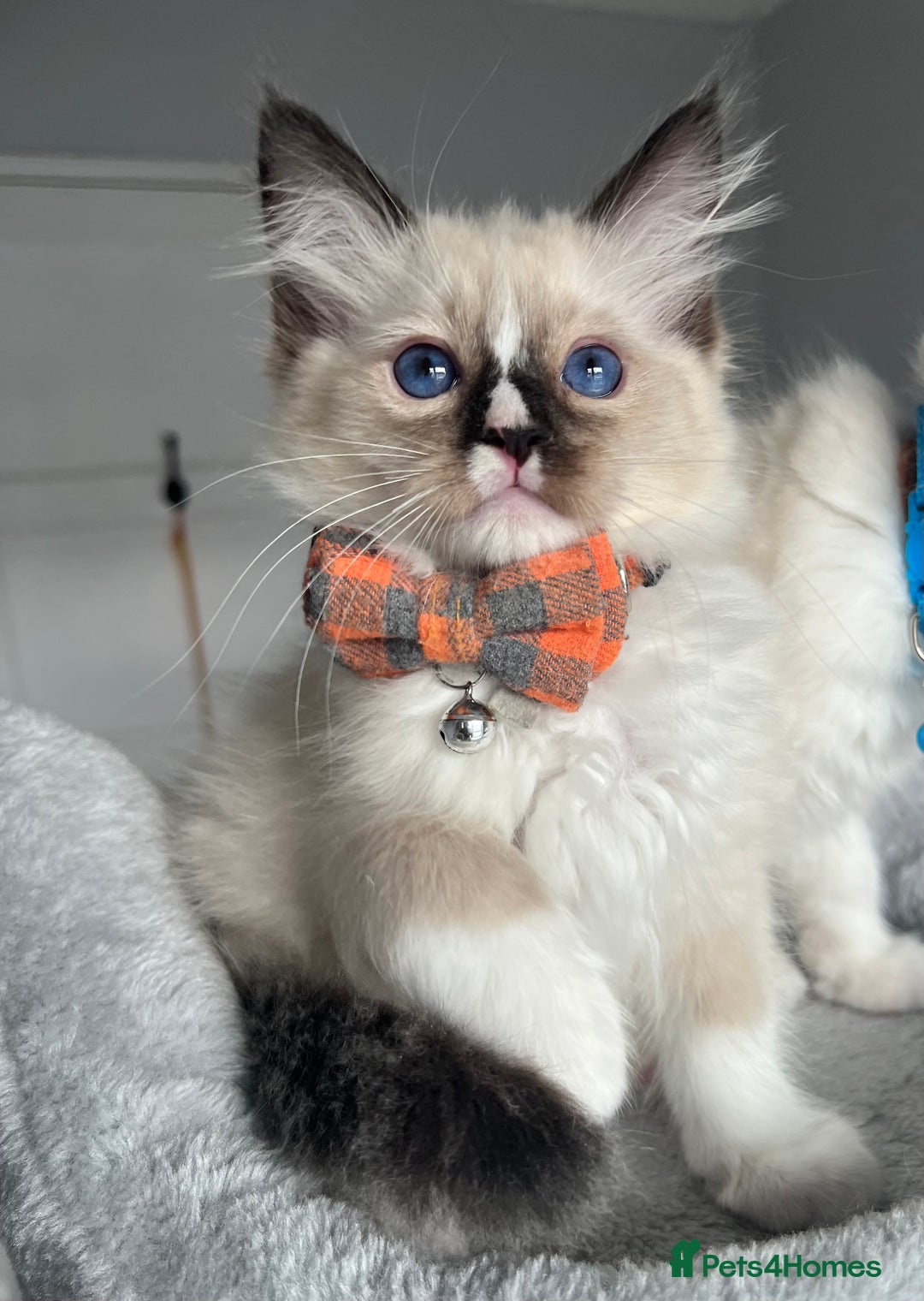 Ragdoll cats for sale: REGISTERED Ragdoll kittens HCM/PKD clear - Image 12