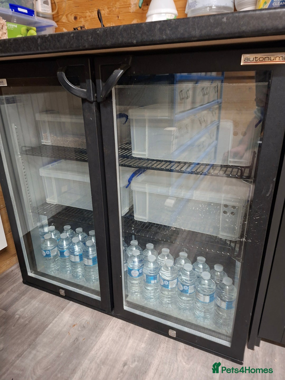 Python Snake reptiles for sale: Ball python collection  - Advert 2