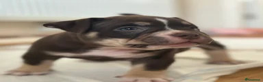 American Bully 2