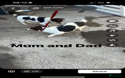 Jack Russell dogs for sale: Jack Russell Pure Breed Puppy’s  - Image 40