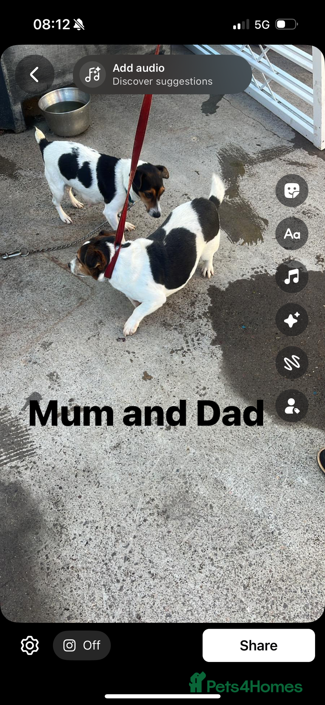 Jack Russell dogs for sale: Jack Russell Pure Breed Puppy’s  - Image 40