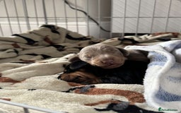 Miniature Dachshund dogs for sale: 2 miniature dachshunds - Image 6