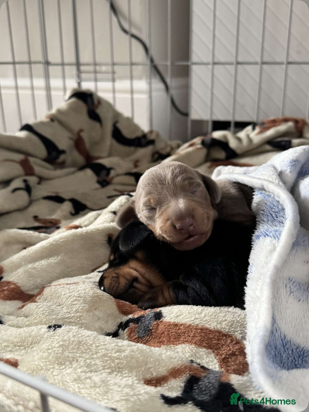 Miniature Dachshund dogs for sale: 2 miniature dachshunds - Image 6