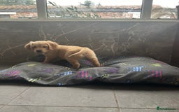 Golden Retriever dogs for sale: Kc registered Golden Retriever puppies available  - Image 11