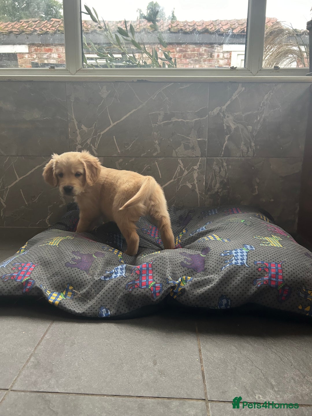 Golden Retriever dogs for sale: Kc registered Golden Retriever puppies available  - Image 11