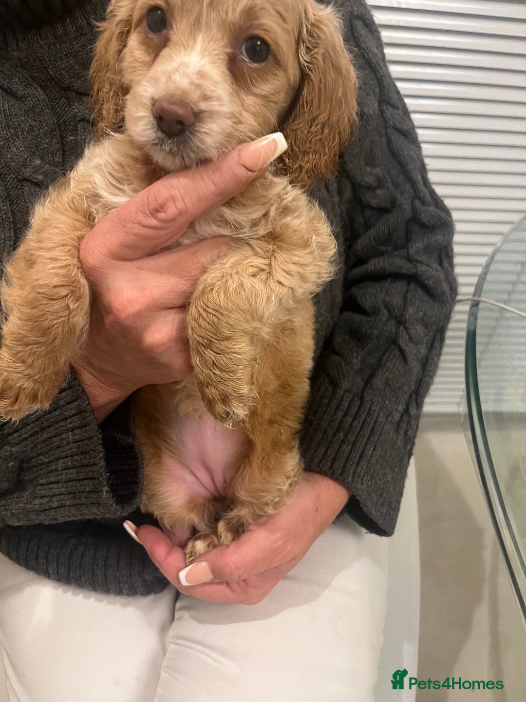 Cockapoo dogs for sale: F1 cockapoo  - Advert 10