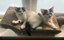 Domestic Shorthair cats for sale: Lovely funny little kittens  - Image 17