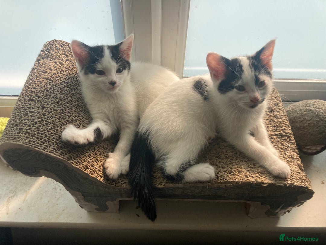Domestic Shorthair cats for sale: Lovely funny little kittens  - Image 17