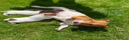 Jack Russell dogs for sale: Now available to Reserve !  - Advert 9
