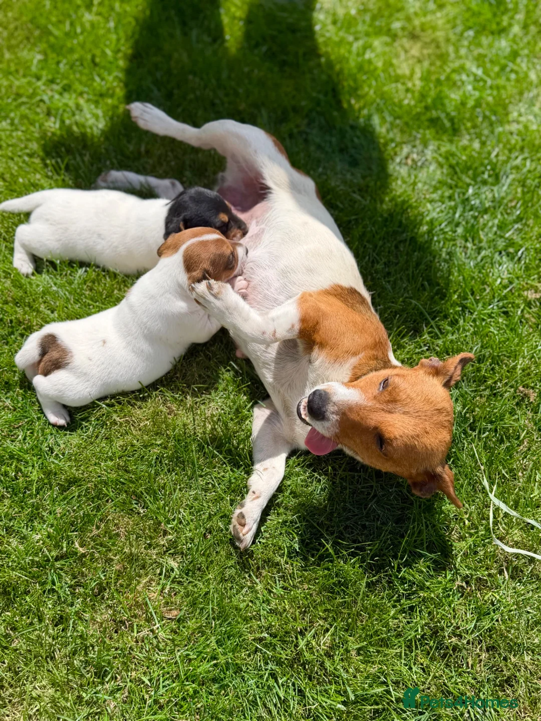 Jack Russell dogs for sale: Now available to Reserve !  - Advert 9