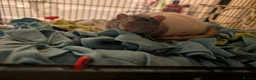 Rat rodents for sale: Two male rats (read description please) in Poole - Advert 3