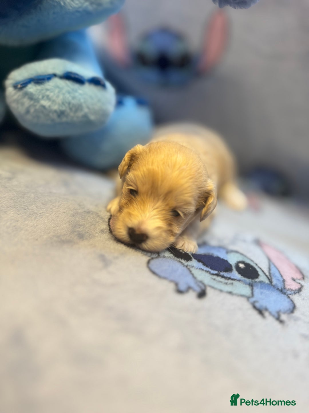 Maltipoo dogs for sale: Fluffballs of Joy 🐾💛 ready to melt your heart! - Image 11