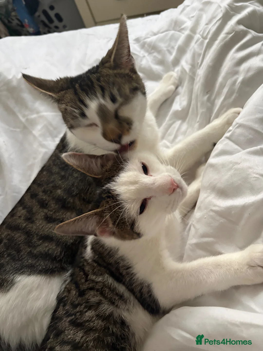 Bengal cats for sale: Bengal cross kitten - Advert 1