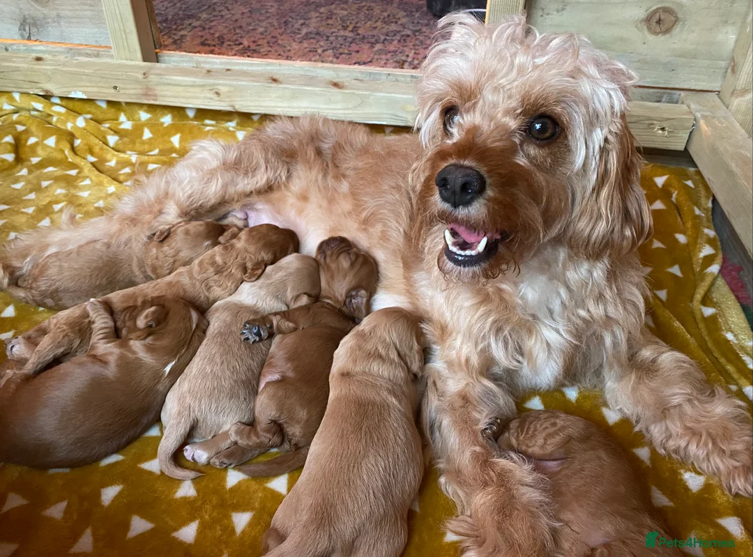 Mixed Breed dogs for sale: Beautiful Cavacockapoo puppies, only two left!  - Advert 1