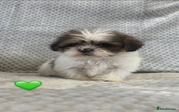 Lhasa Apso dogs for sale: Beautiful Lhasa Apso  - Image 2