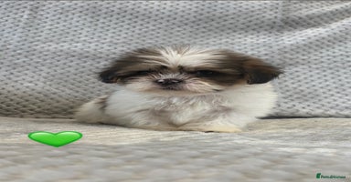 Lhasa Apso dogs - Advert 7