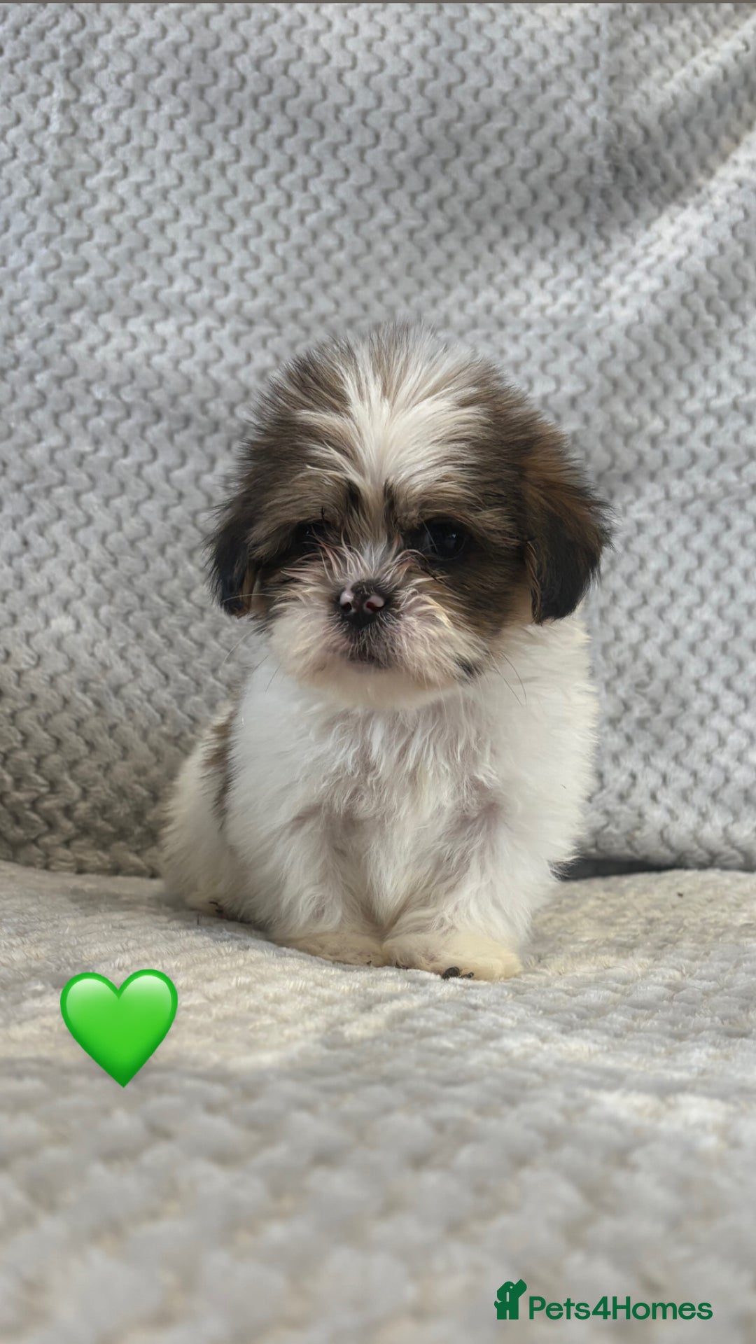 Lhasa Apso dogs for sale: Beautiful Lhasa Apso  - Image 2