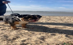 English Bulldog dogs for sale: Black Tri/ Merle Female English bulldog  - Image 1