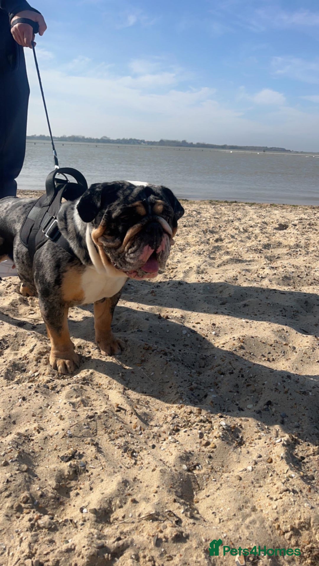 English Bulldog dogs for sale: Black Tri/ Merle Female English bulldog  - Image 1
