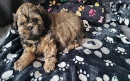 Shih Tzu dogs for sale: Adorable Shih tzu Puppies  - Image 7