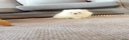 Pomeranian dogs for sale: Little Pomeranian puppies  - Advert 6