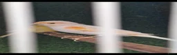 Canaries birds for sale: Mixed caneries - Advert 5