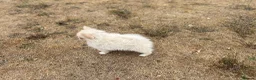 Pomsky dogs for sale: Pomsky Puppy (pending) - Advert 13