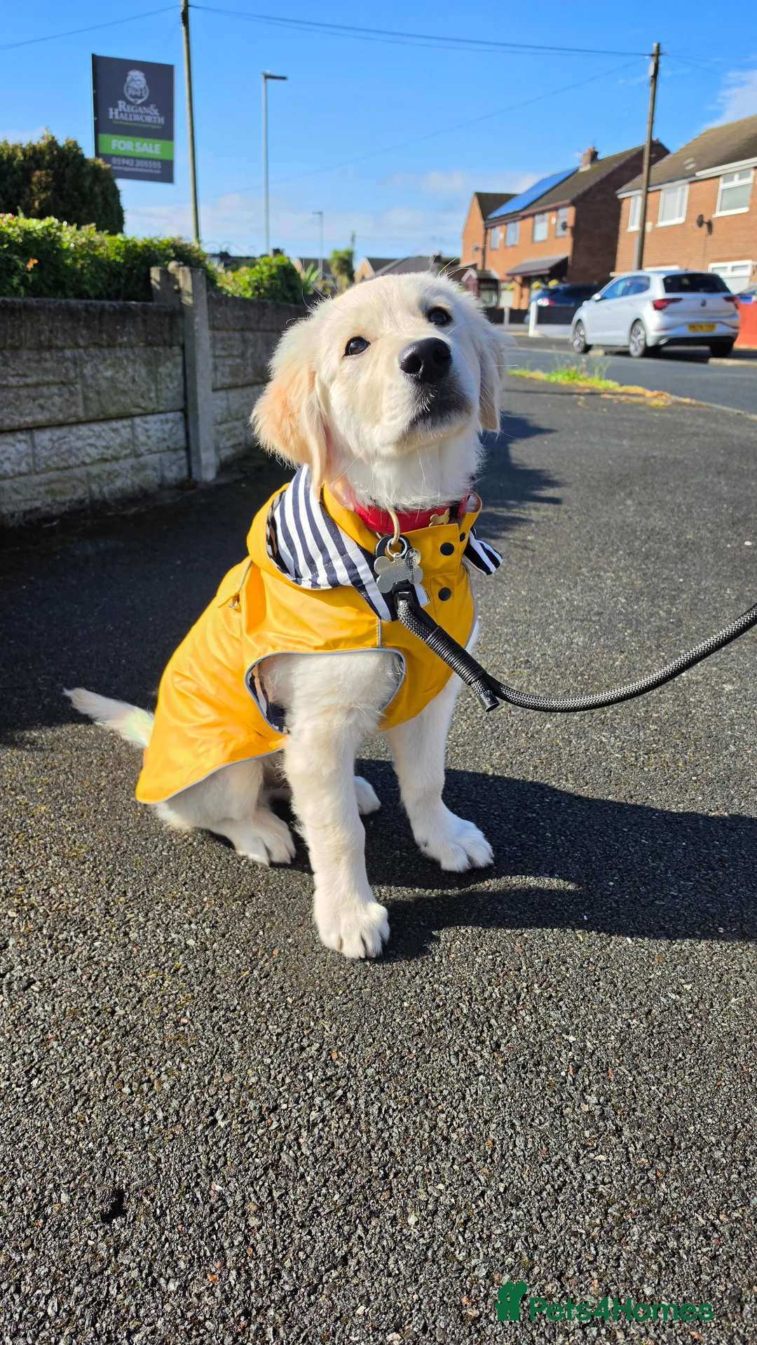 Golden Retriever dogs for sale: Golden Retriever George  in Wigan - Advert 1