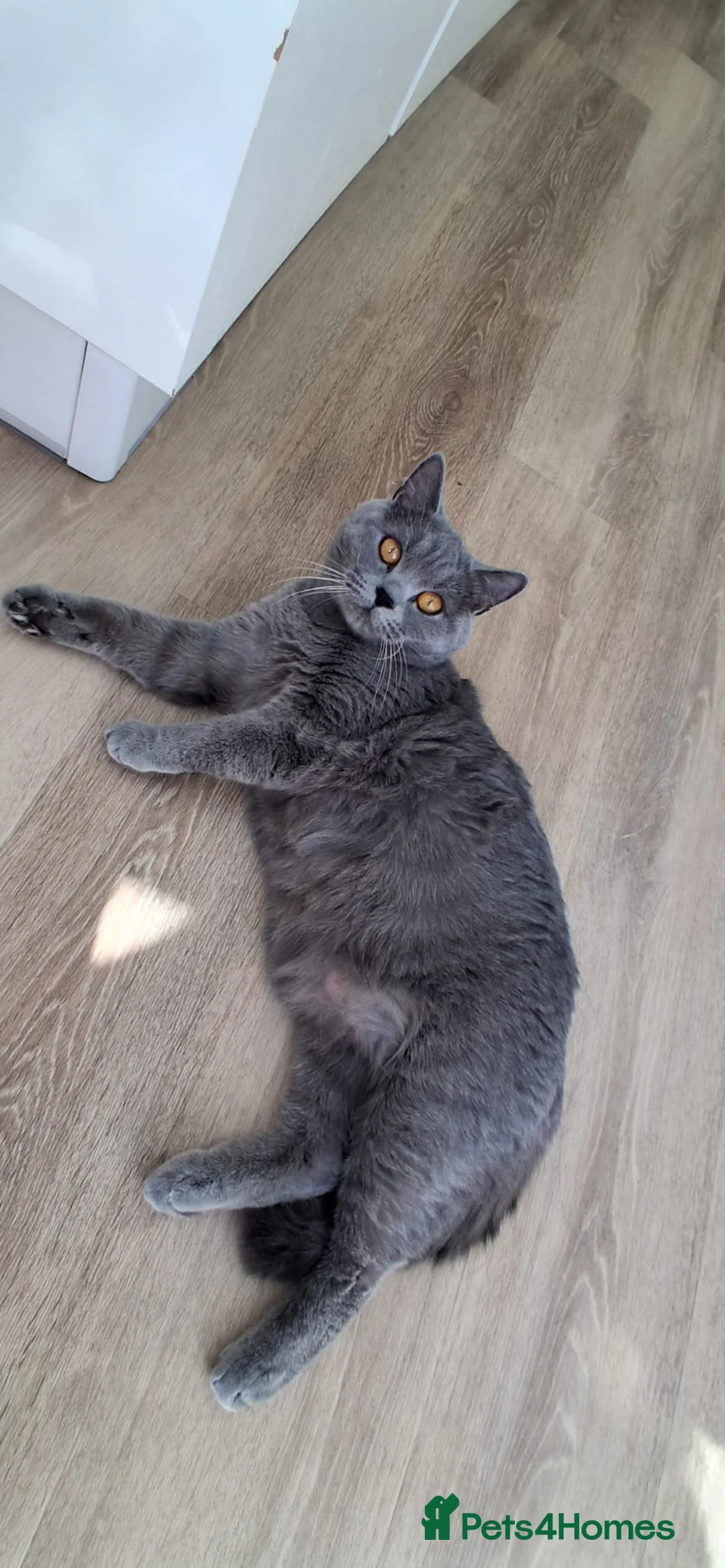 British Shorthair cats for sale: Stunning British Short Hair Kittens  - Advert 3
