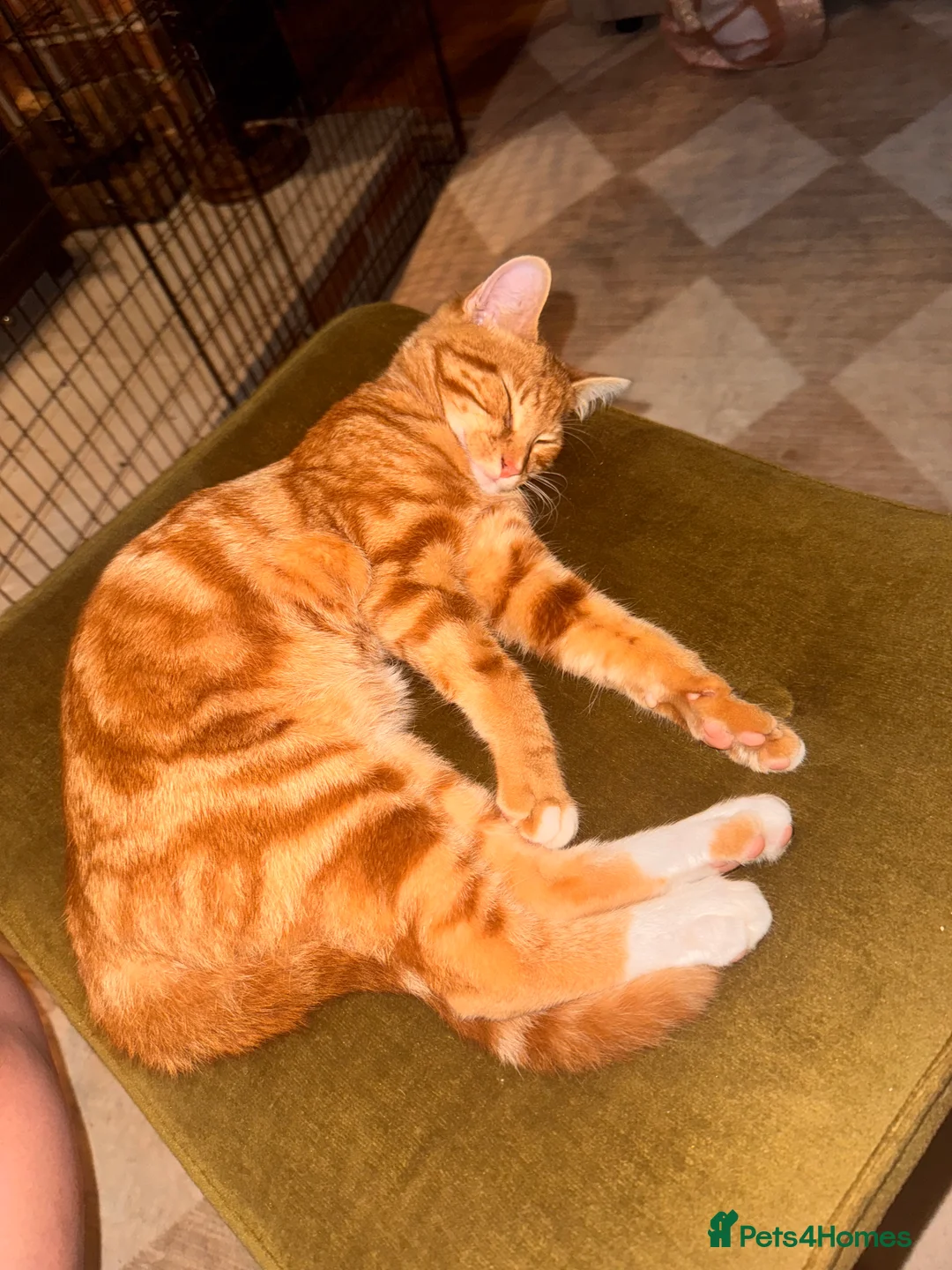 Mixed Breed cats for sale: Rehoming male cat  in Ammanford - Advert 2