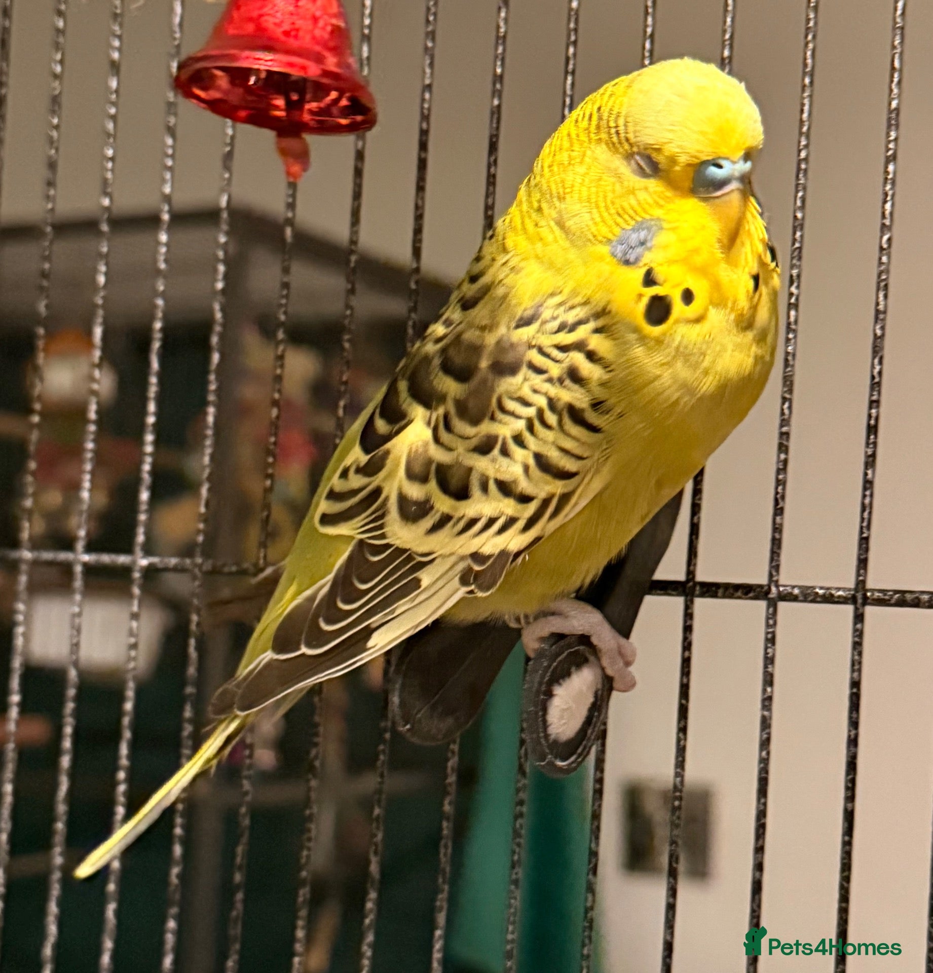 Budgerigars birds Young budgies males & females (please read ad)   - Advert 2