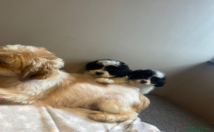 Lhasa Apso dogs - Advert 8