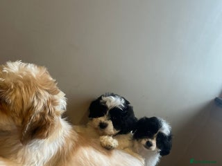 Lhasa Apso dogs - Advert 35